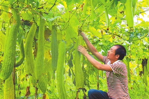 赣鄱大地庆丰年 江西油料及农副产品喜获丰收，收购市场红火