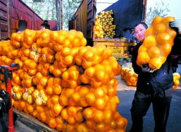 农副产品购销两旺，油料市场引领收购热潮