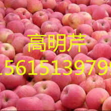 山东农副产品购销处 油料及农副产品的专业化收购服务