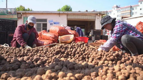 富源魔芋产业购销两旺 8个月交易额超8亿元，油料及农副产品收购成亮点